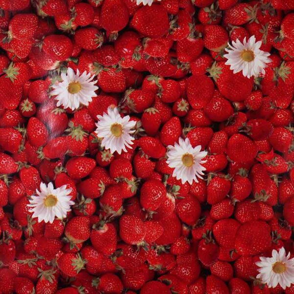 Tissu tafelzeil deluxe fraise